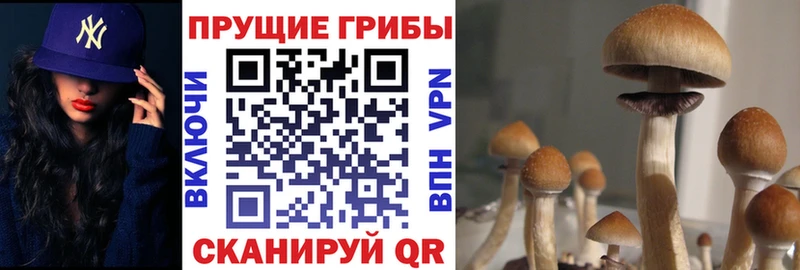 сколько стоит Северобайкальск Галлюциногенные грибы мицелий